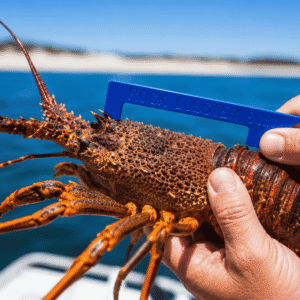 Crayfish Measures